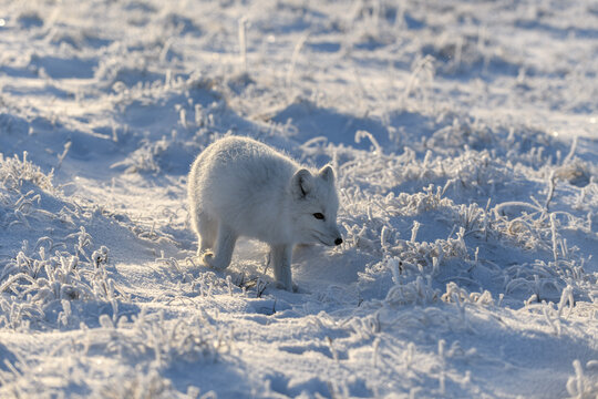 Wild arctic fox (Vulpes Lagopus) in tundra in winter time. White arctic fox. © Alexey Seafarer