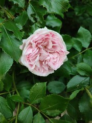 The photo shows raspberry-colored family rose bushes in the daytime. In abundance of leaves. Season spring, summer. Flowers at the peak of flowering.
