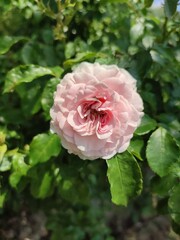 Fototapeta premium The photo shows raspberry-colored family rose bushes in the daytime. In abundance of leaves. Season spring, summer. Flowers at the peak of flowering.