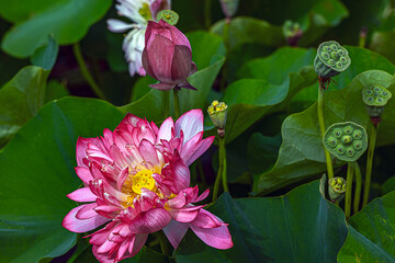 pink lotus flower