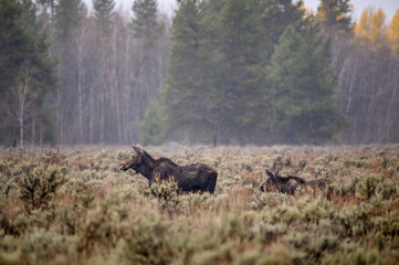 Cow Moose and Calf walking among the sage