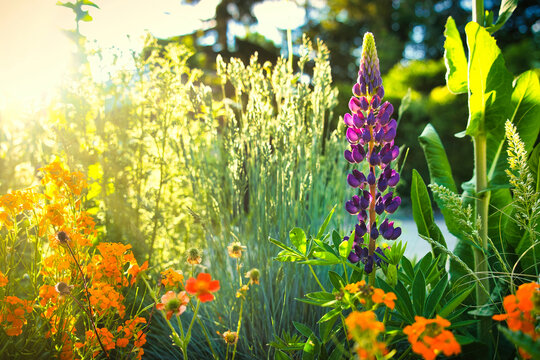 wildes Staudenbeet im Sonnenschein
