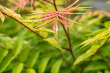 Close up of red leaf against a blurry green background.