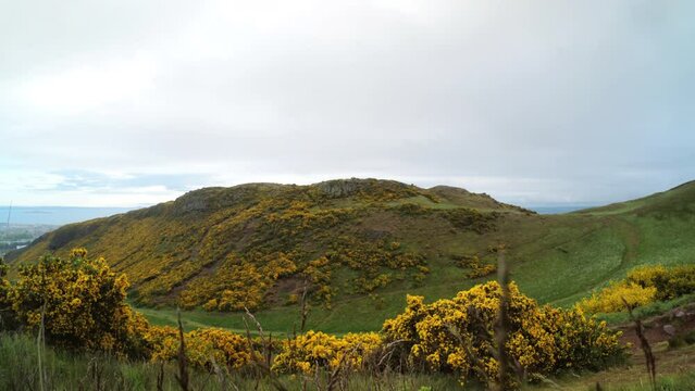 EDINBURGH, SCOTLAND, UK - MAY 31, 2022: Ultra-wide view on Whinny hill in Edinburgh city covered with gorse in yellow bloom and blurred spikelets in the foreground at moody rainy morning. 4K. Contains