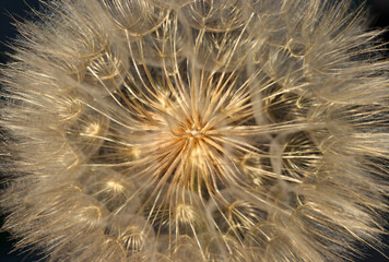 Fluffy Dandelion on dark background close up. Abstract photo of fluffy dandelion. Contrast incredible background for banners, phone screensavers, wallpapers, paintings. Brilliant dandelion