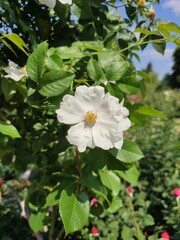 White lonely rose in a summer blooming garden