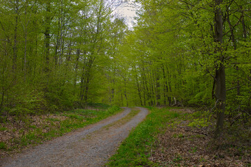 Fototapeta na wymiar Weg mitten im grünen Wald, Ruhe, spazieren