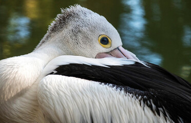 Australian Pelican (Pelecanus conspicillatus)