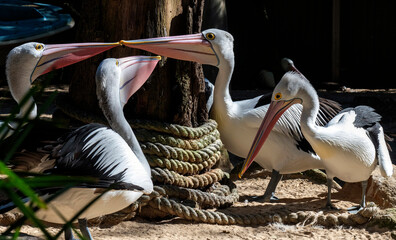 Australian Pelican (Pelecanus conspicillatus)