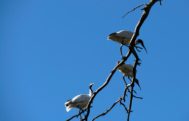 Australian White Ibis (Threskiornis molucca)