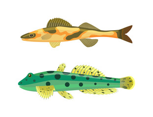 Cirrhitops fasciatus fish set with zebra dotted spots on body. Limbless vertebrate animals with dorsal fin and gills isolated on vector illustration