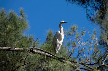 Egret (Ardea alba)