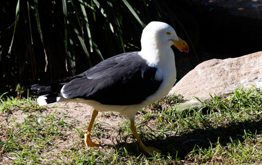 Pacific Gull (Larus dominicanus)