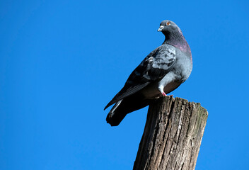 Rock Pigeon (Columba livia)