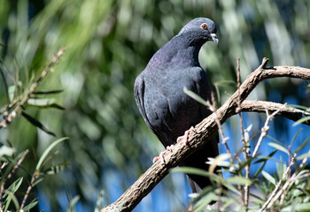 Rock Pigeon (Columba livia)