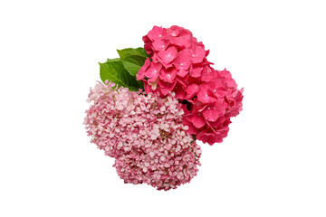 白バックの紫陽花