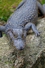 Alligator, or jacare in Portuguese, on Pantanal region. Brazil