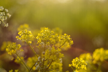 yellow flowers in spring