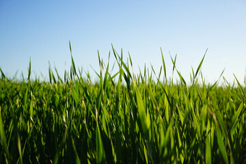Obraz premium Close-up of wheat grass growing from the roots in the soil under the blue sky.