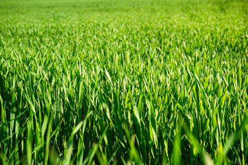 Winter wheat seedlings, young wheat in field. Close-up.