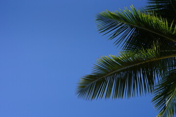 Palm tree in playa bonita, las terrenas. Dominican Republic