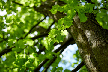 spring park with different plants