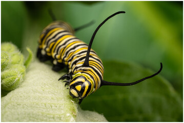 Monarch caterpillar eating milkweed, common tiger, wanderer, and black-veined brown a large insect with yellow and black stripes. - obrazy, fototapety, plakaty