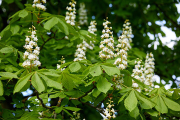 Fototapeta premium Horse chestnut Aesculus hippocastanum, Conker tree flowers