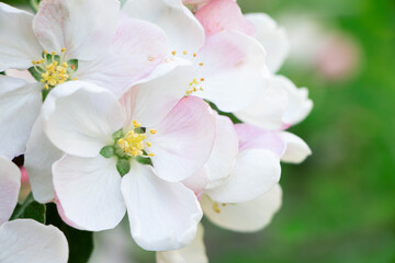 Fototapeta na wymiar Columnar apple tree in bloom. Apple tree flowers. Apple blossom. Flowers in spring time