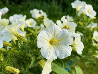 white and yellow flowers