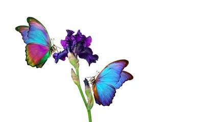 Tuinposter bright colorful morpho butterflies on purple iris flower isolated on white. copy space © Oleksii