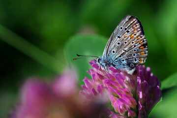 Fototapeta na wymiar small blue butterfly on a clover flower. common blue butterfly in the meadow