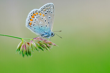 Fototapeta na wymiar Papillon Azuré