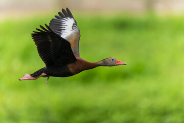 Black-bellied whistling duck in flight