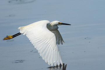 Snowy egret in flight