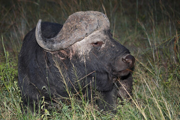 Kaffernbüffel / African buffalo / Syncerus caffer.