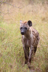 Tüpfelhyäne / Spotted hyaena / Crocuta crocuta