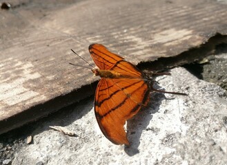 butterfly on the ground