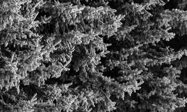 Spruce trees covered with frost. Background of the branches of spruce trees with frost. Festive, natural background with conifers in winter. Winter landscape.