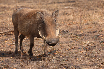 Warzenschwein / Warthog / Phacochoerus africanus