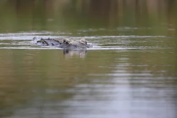 Fotobehang Nilkrokodil / Nile crocodile / Crocodylus niloticus © Ludwig