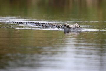 Nilkrokodil / Nile crocodile / Crocodylus niloticus