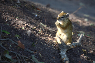 Ockerfußbuschhörnchen / Tree squirrel / Paraxerus cepapi