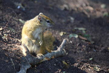 Ockerfußbuschhörnchen / Tree squirrel / Paraxerus cepapi