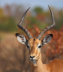 Schwarzfersenantilope / Impala / Aepyceros melampus