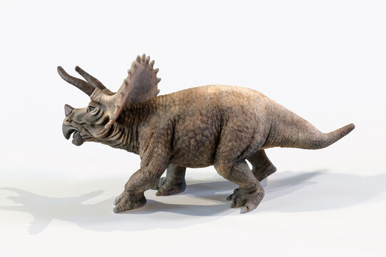 triceratops dinosaur 3d rendering on white background