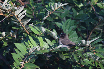 Graubülbül / Black-eyed bulbul or Dark-capped bulbul / Pycnonotus barbatus