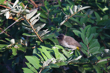 Graubülbül / Black-eyed bulbul or Dark-capped bulbul / Pycnonotus barbatus