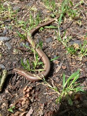 The slow worm (Anguis fragilis)