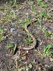 The slow worm (Anguis fragilis)